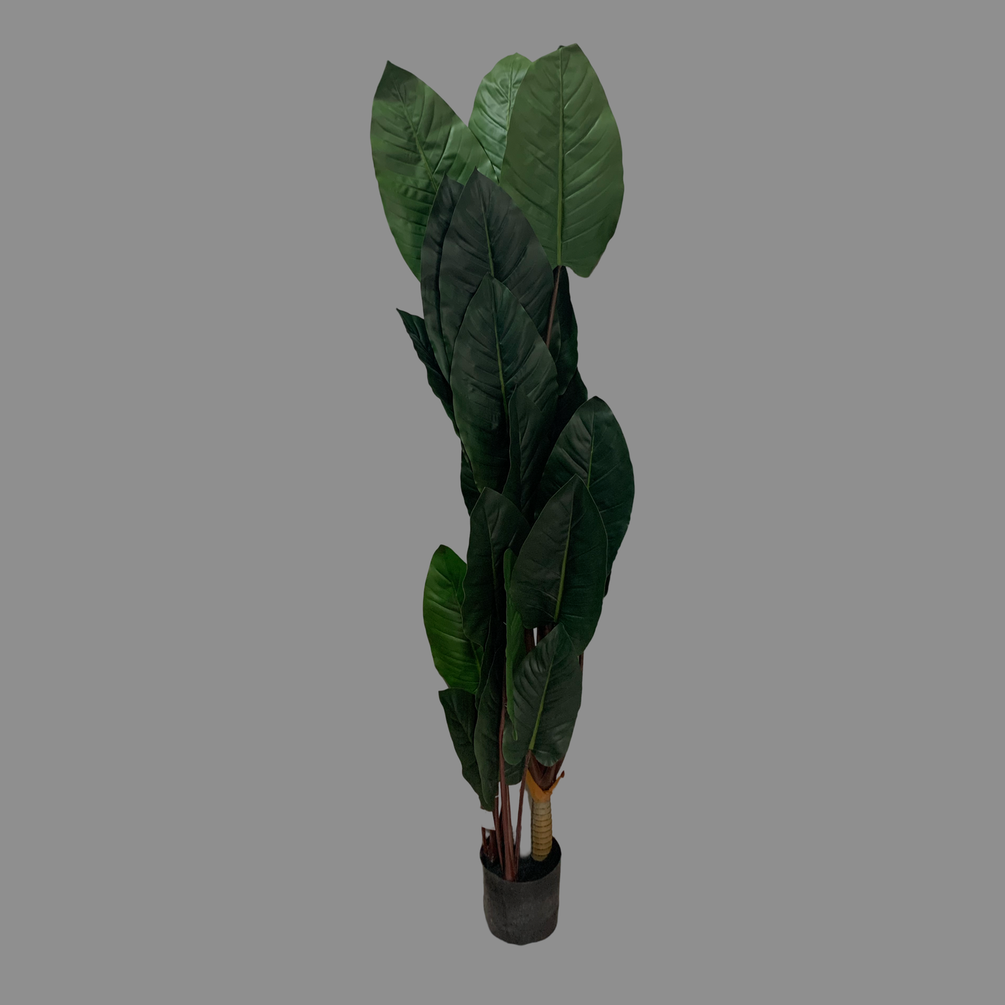 Árbol Planta Taro