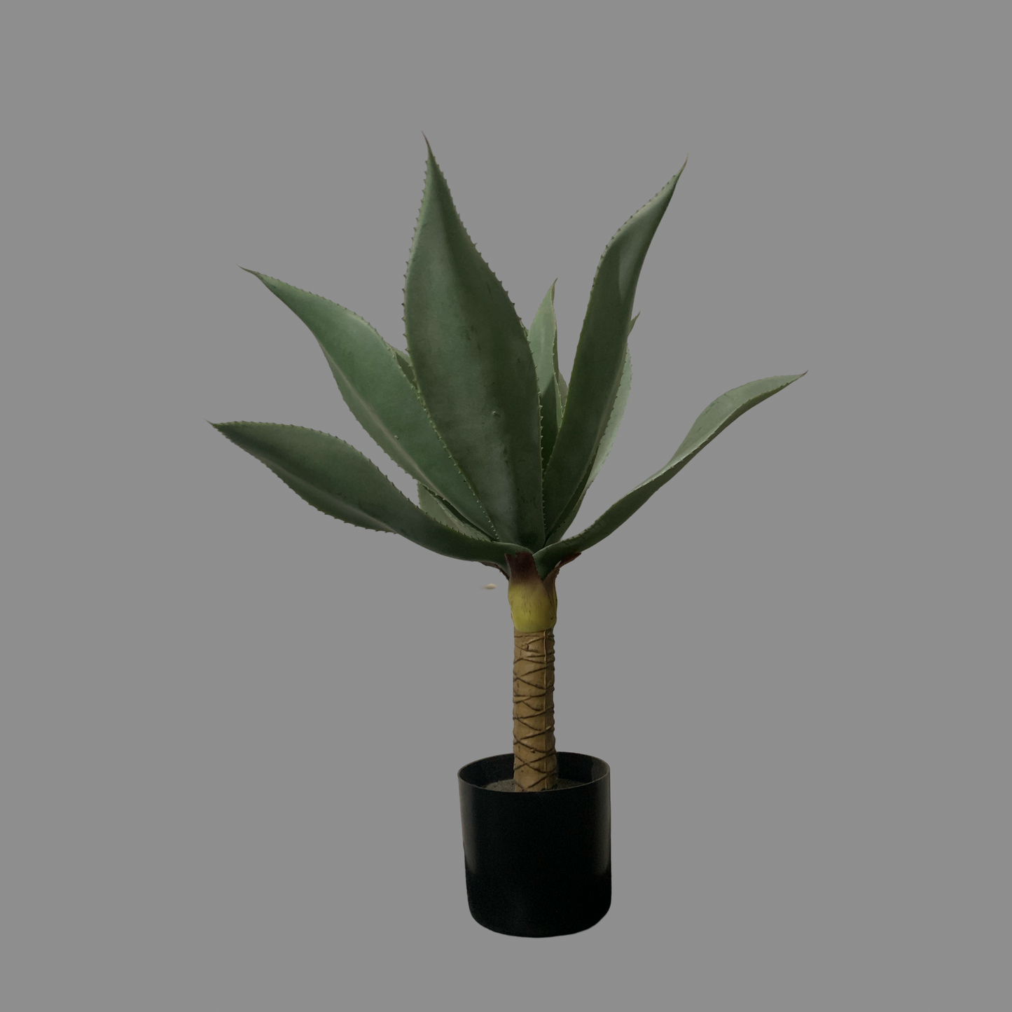 Árbol Agave azul
