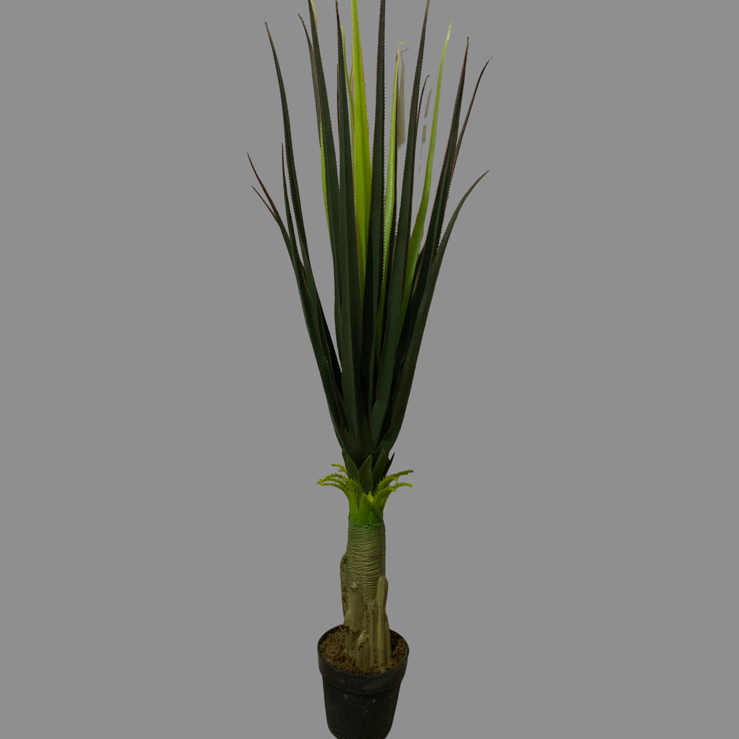 Planta Agave
