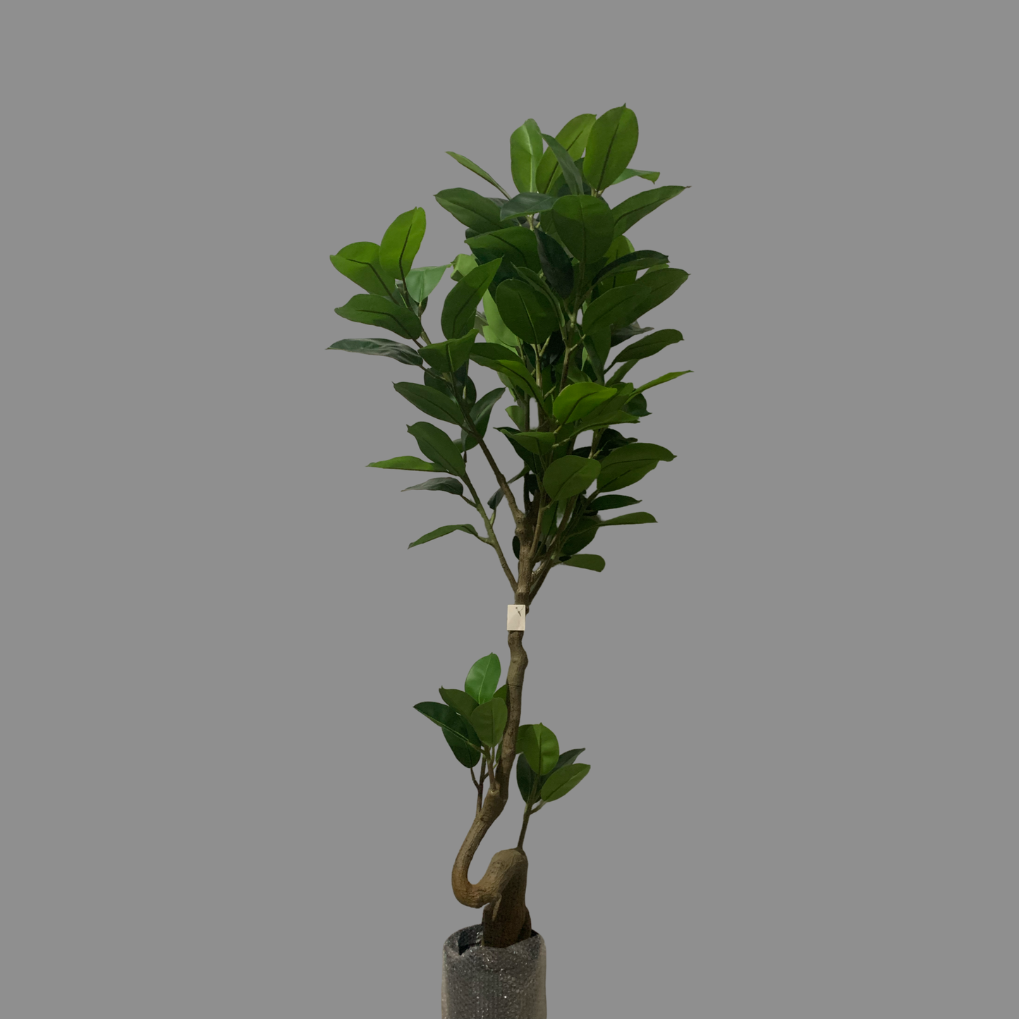 Árbol Hule