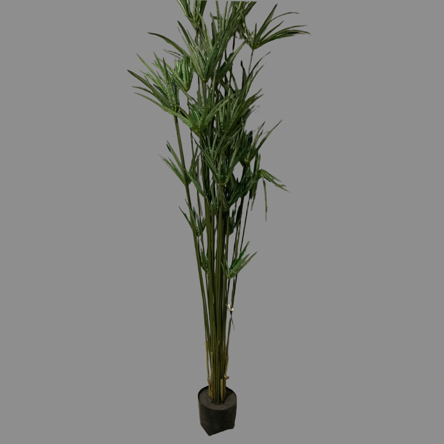 Árbol de Papiro