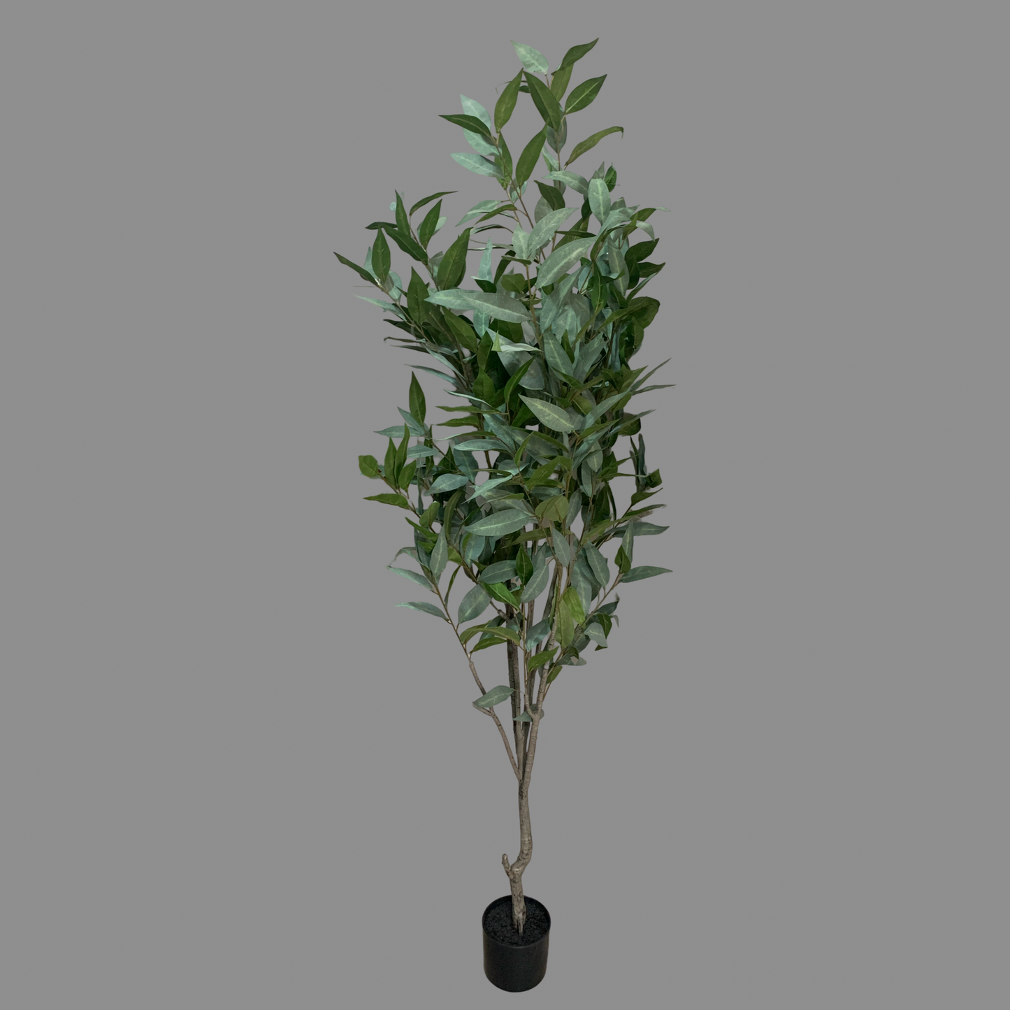 Árbol Eucalipto
