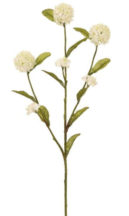 Vara alium x3 crema