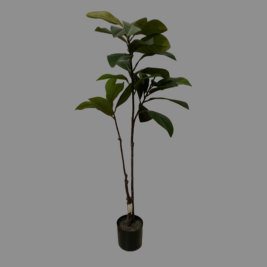 Árbol hoja de magnolia