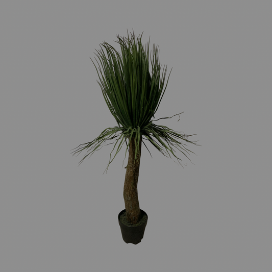 Árbol Yuca linearifolia