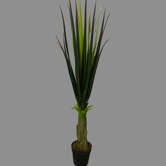 Planta Agave
