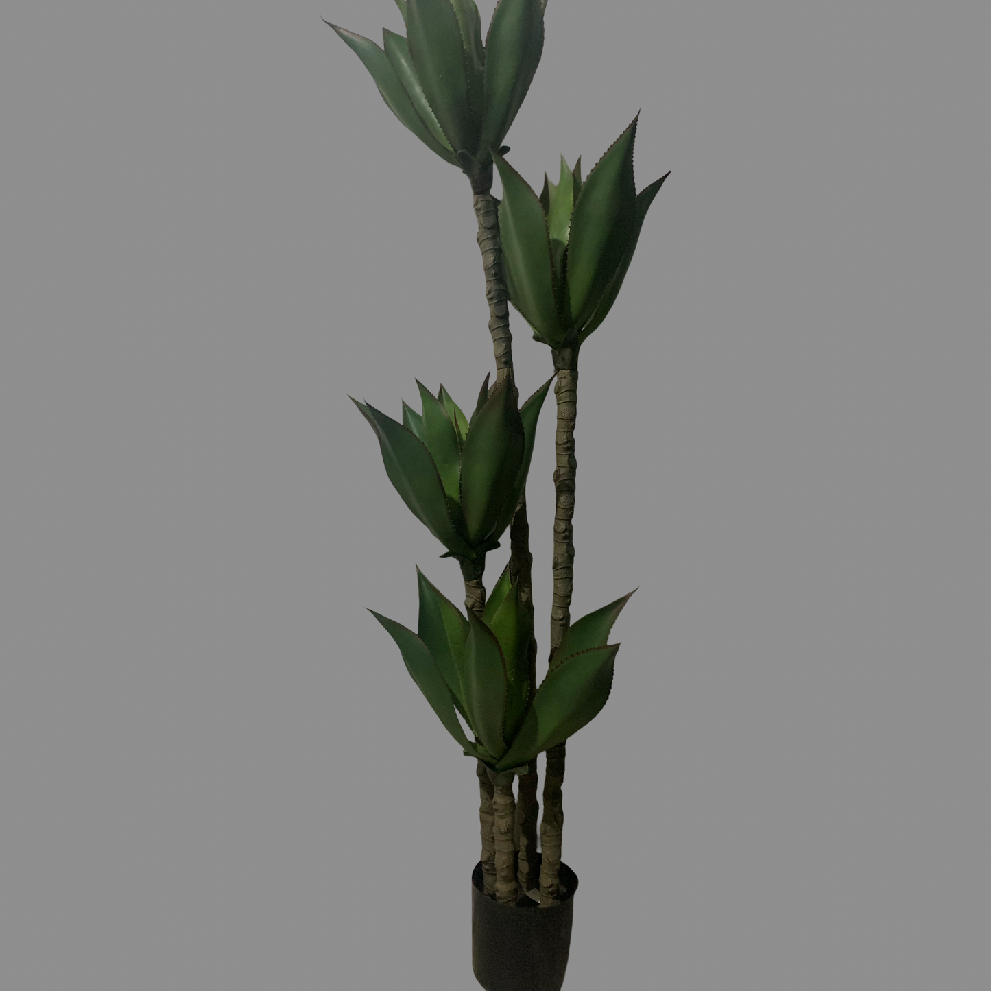 Árbol Maguey 4 cabezas