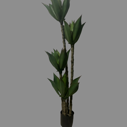 Árbol Maguey 4 cabezas