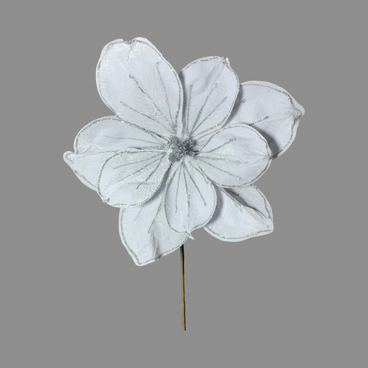 Magnolia blanca