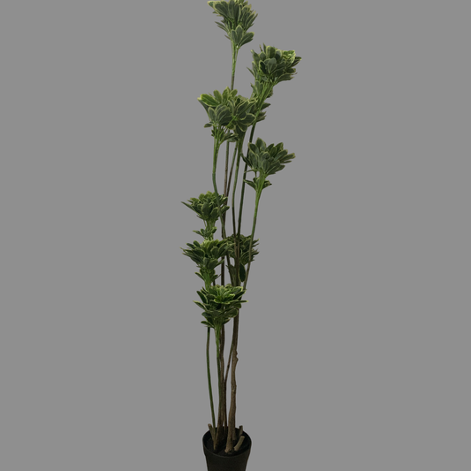 Árbol 10 cabezas