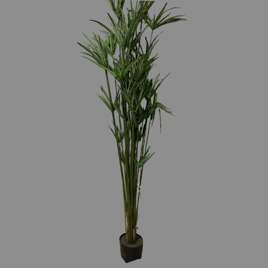 Árbol de Papiro