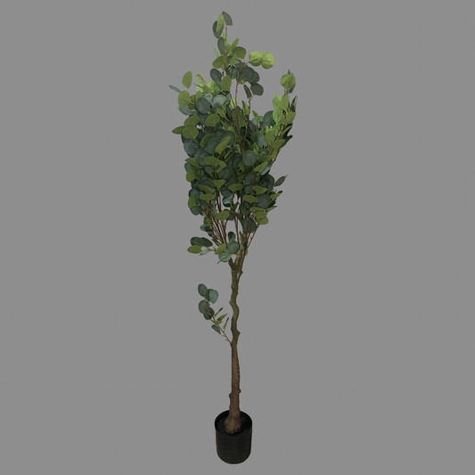 Árbol Dolar