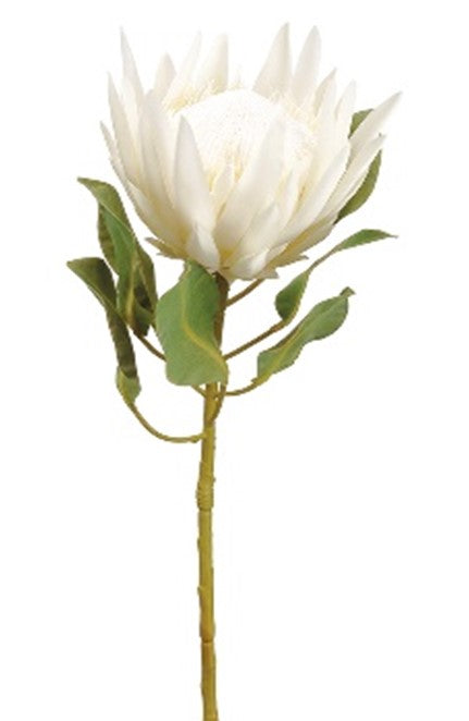 Protea reyna crema