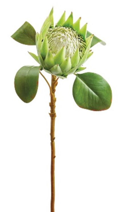 Protea Verde grande
