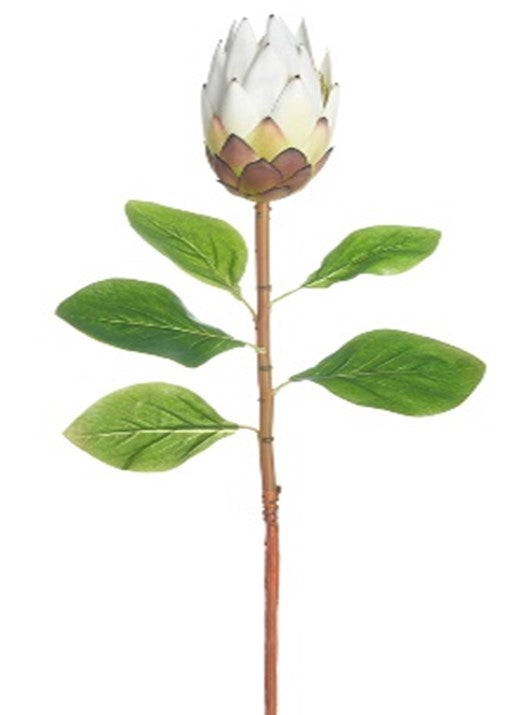 Protea Blanca