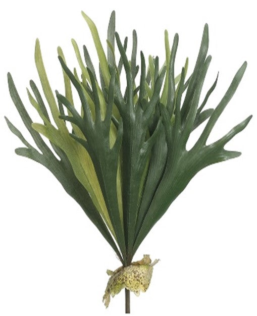 Cuerno de alce cenizo