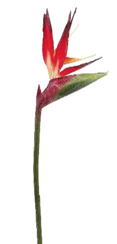 Ave de paraiso rojo