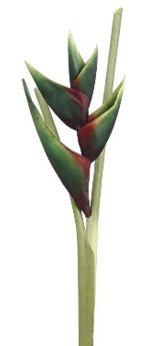 Eliconia verde