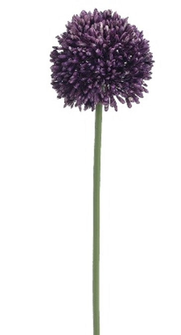 Alium mini morado
