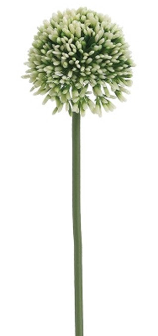 Alium mini verde