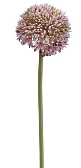 Alium mini Lavanda